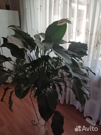 Спатифиллум, Аглаонема,Драцена, Сансевиерия