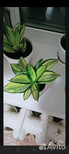 Сансевиерия люсиль полан