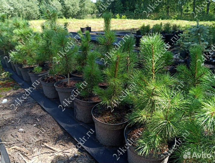 Саженцы кедра