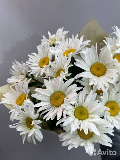 Ромашки одноголовые