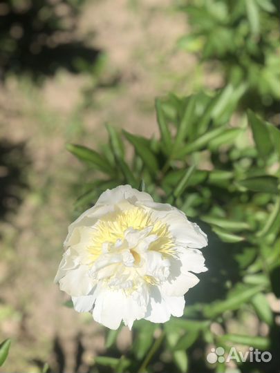 Продажа пионов