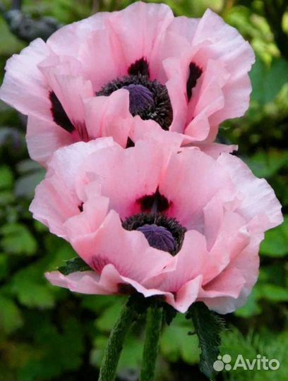 Семена цветов