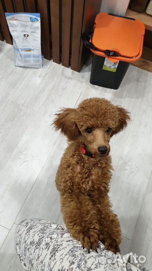 Карликовый пудель вязка