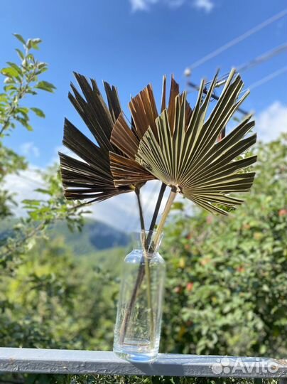 Пампасная трава оптом