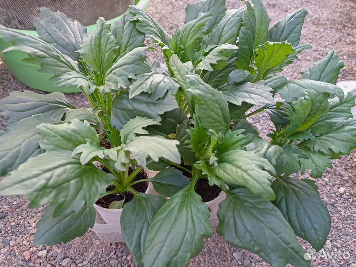 Астра, колокольчик, душистый табак рассада