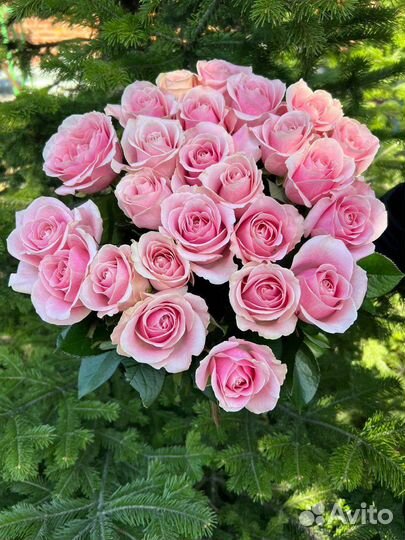 Роза Розовая высокая 80см букеты с доставкой от 15