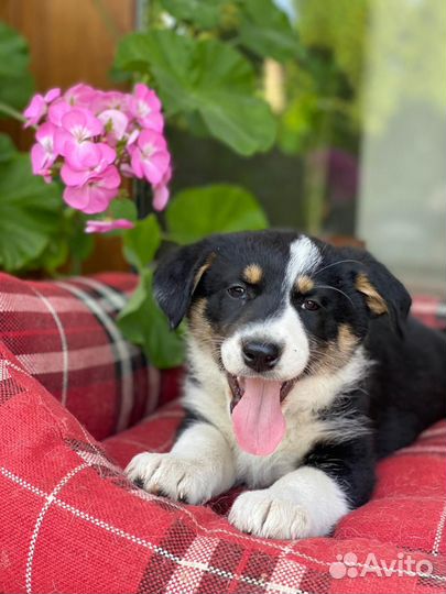 Мими и Стрелка