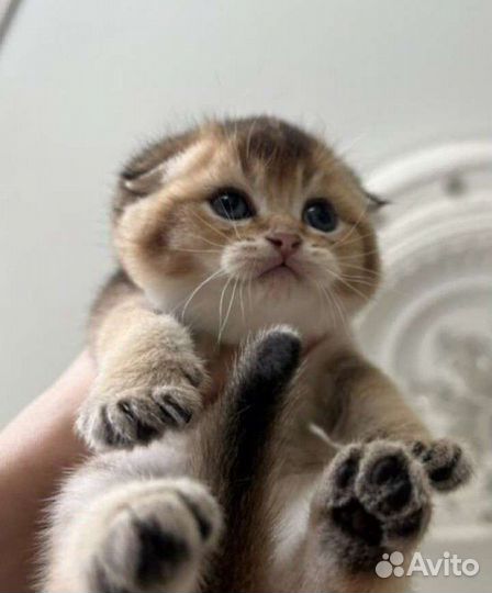 Клубные Шотландские котята