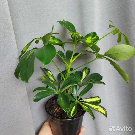 Комнатные растения Шеффлера