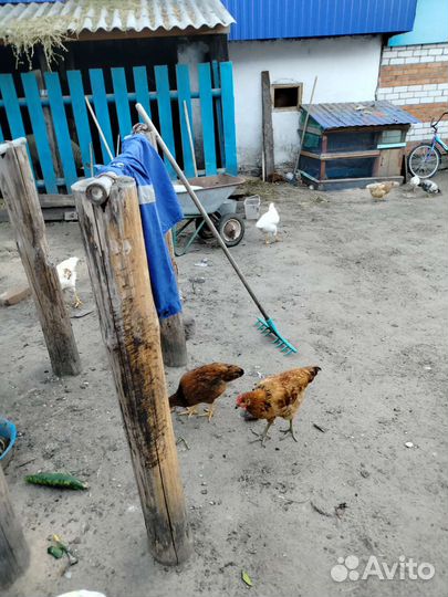 Курицы петухи домашние