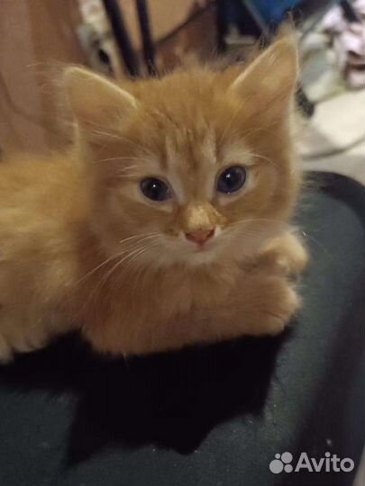 Мальчик в самые добрые ручки