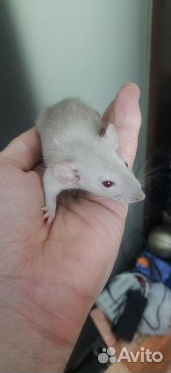 Крысята сиам
