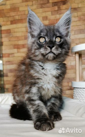 Мейн-кун черный дым