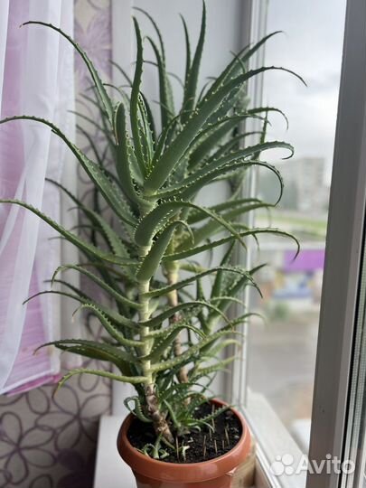 Алоэ столетник