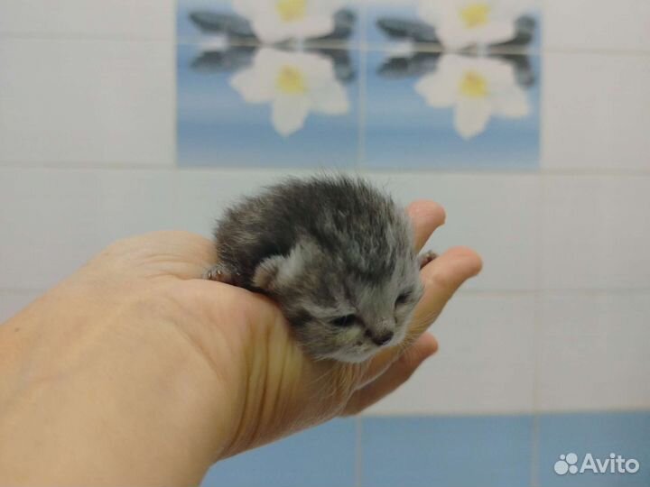 Котенок британская шиншилла+европейская кошка