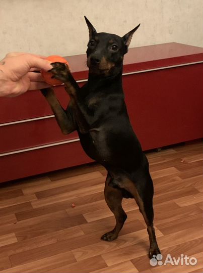 Вязка цвергпинчер