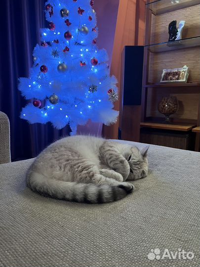 Британская кошка бесплатно