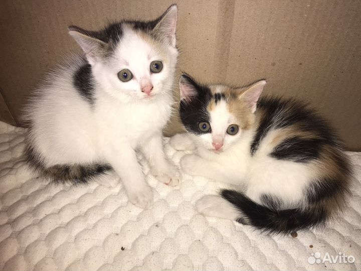 Котята в добрые руки даром