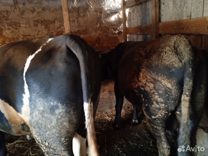 Быки на мясо