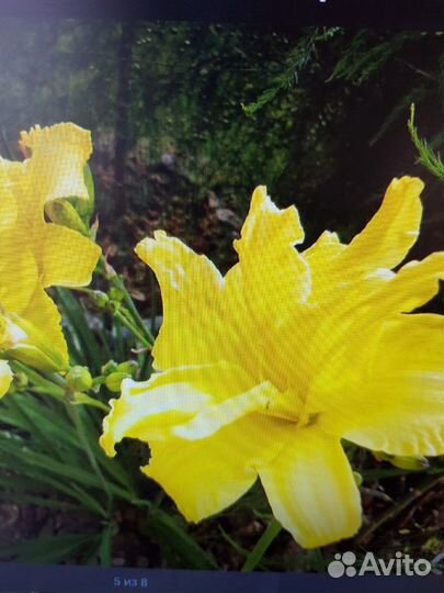 Лилейники, карлик лилейники, лилии