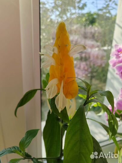 Пахистахис, укоренённые отростки