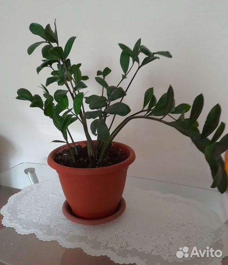 Замиокулькас