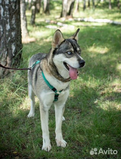 Алисе очень нужен дом