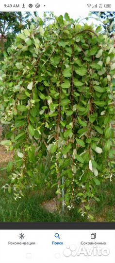 Ива козья на штамбе