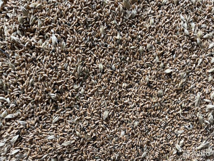 Пшеница овес