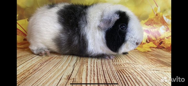 Морская свинка