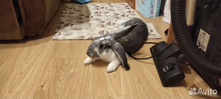 Кролик в заботливые руки