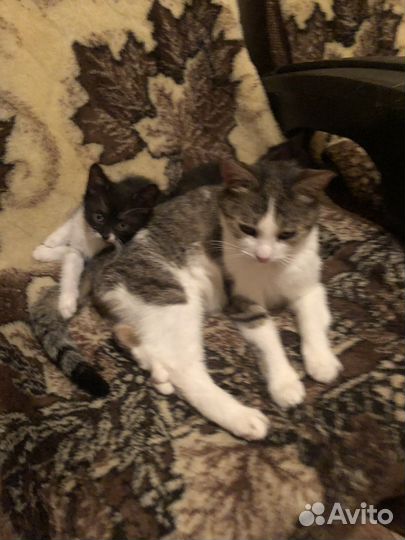 Котята в добрые руки
