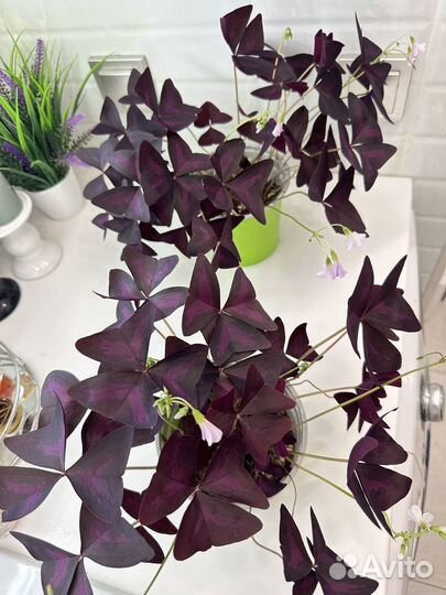 Цветок бабочка Оксалис