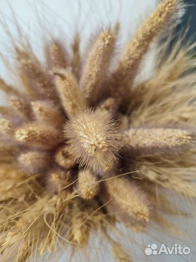 Букет из пшеницы сухоцветы