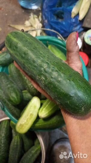 Огурцы