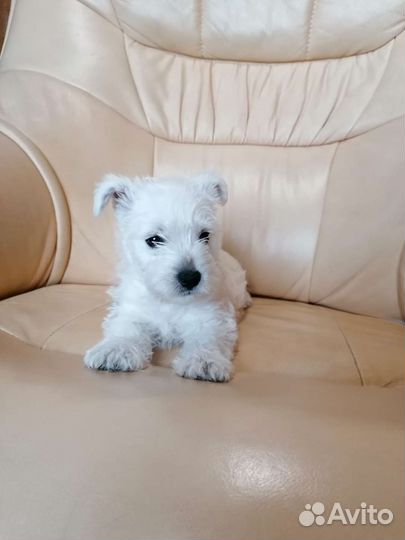 Вест хайленд вайт терьер