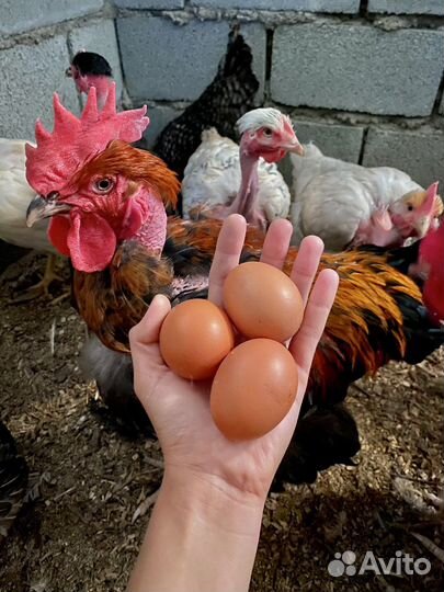 Мясо утки, бройлера. Яйца