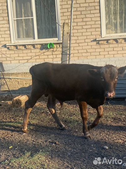 Коровы и быки