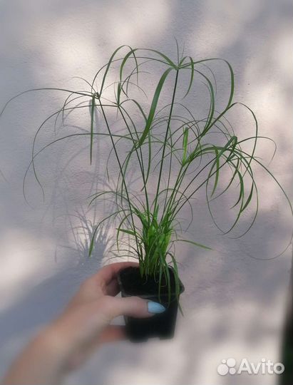 Циперус папирус