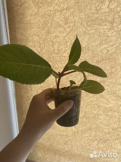 Тидея, глоксиния