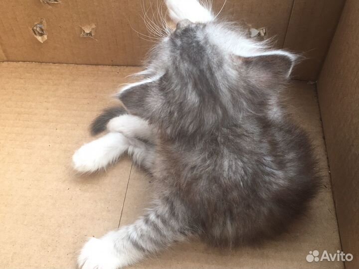 Котята в добрые руки мальчики