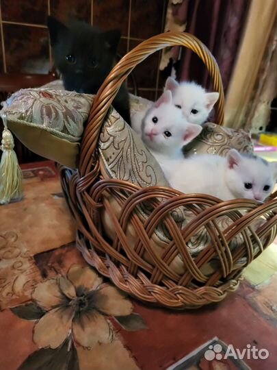 Котята в добрые руки