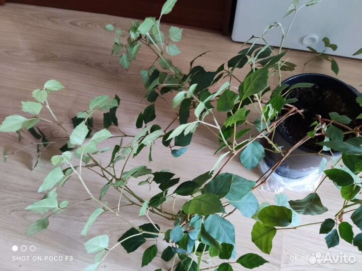 Комнатный цветок Березка