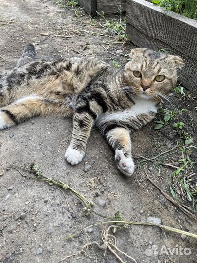 Кот Шотландский вислоухий