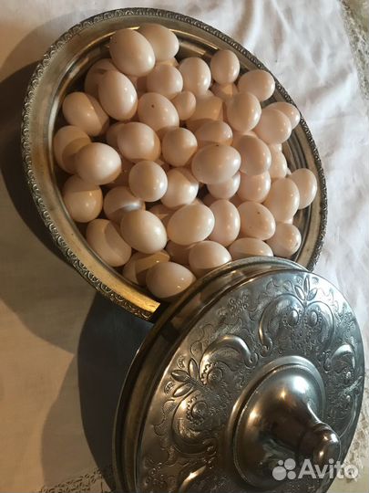 Яйца голубей, голубиные яйца