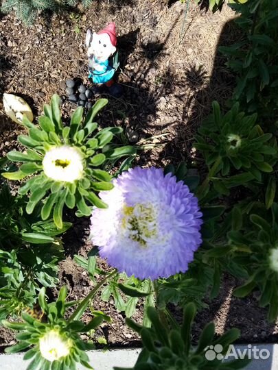 Астра для букета срезка