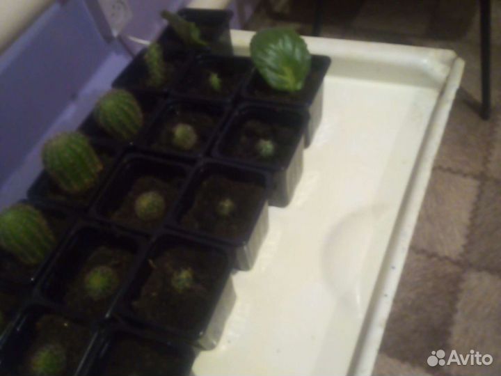 Кактус цветущий