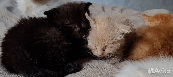 Шотландские котята