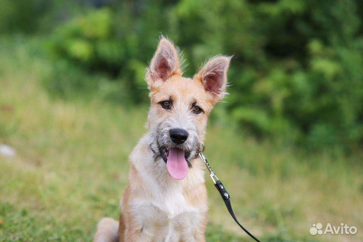 Гриша ищет дом