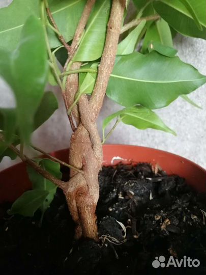 Фикус Бенджамина Голден Моник